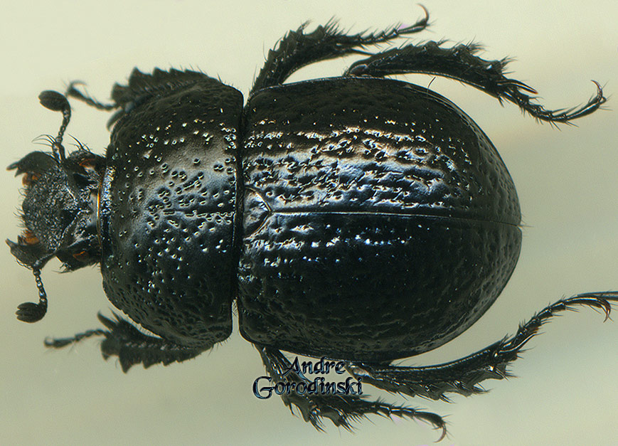 http://www.gorodinski.ru/geotrupes/Geotrupes yulong.jpg